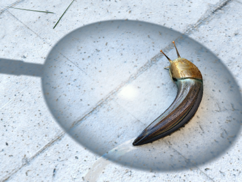 imperiled slug